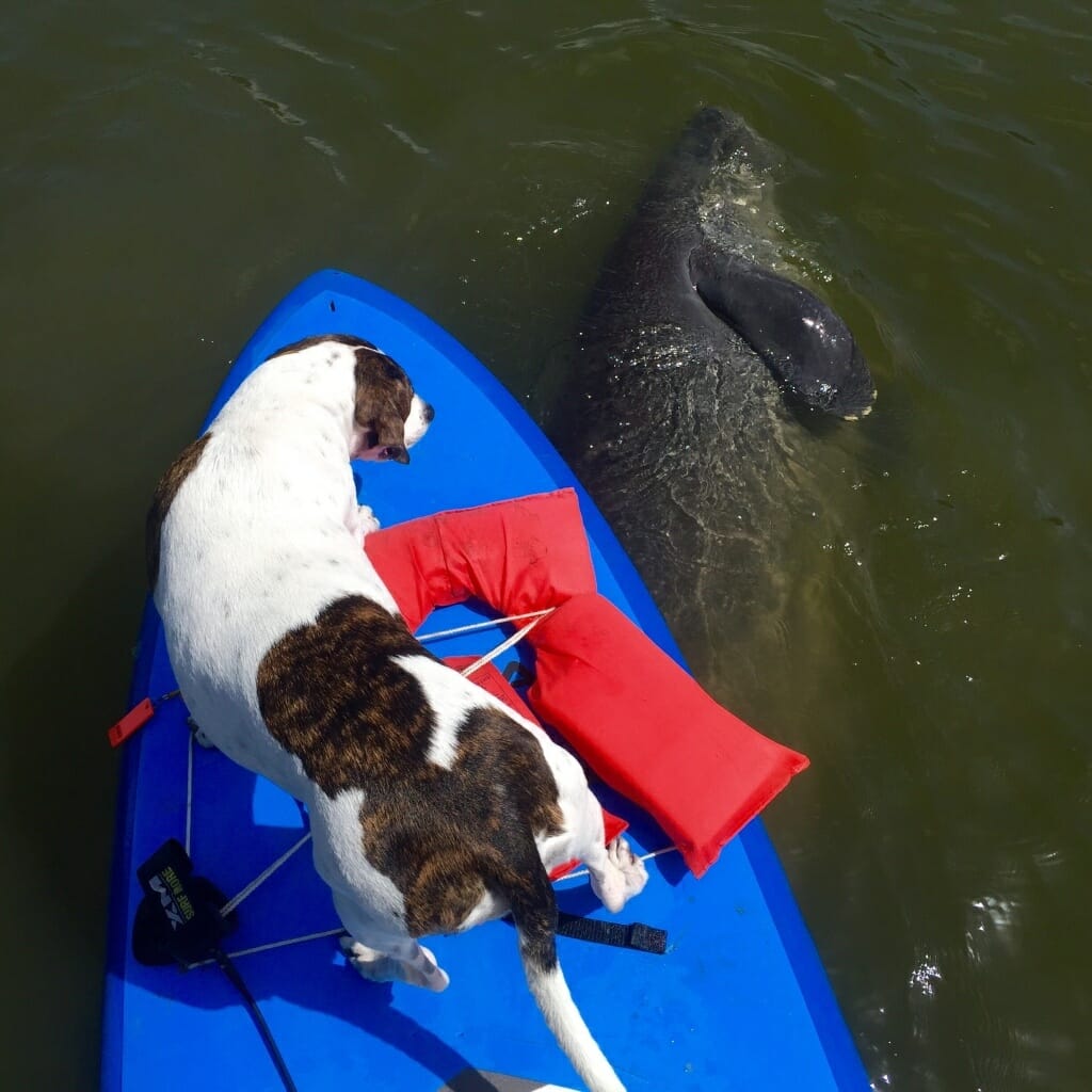 Kona Visiting Manatee Friends 