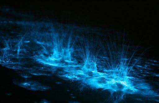 bio-splash Merritt Island Bioluminescence Tour