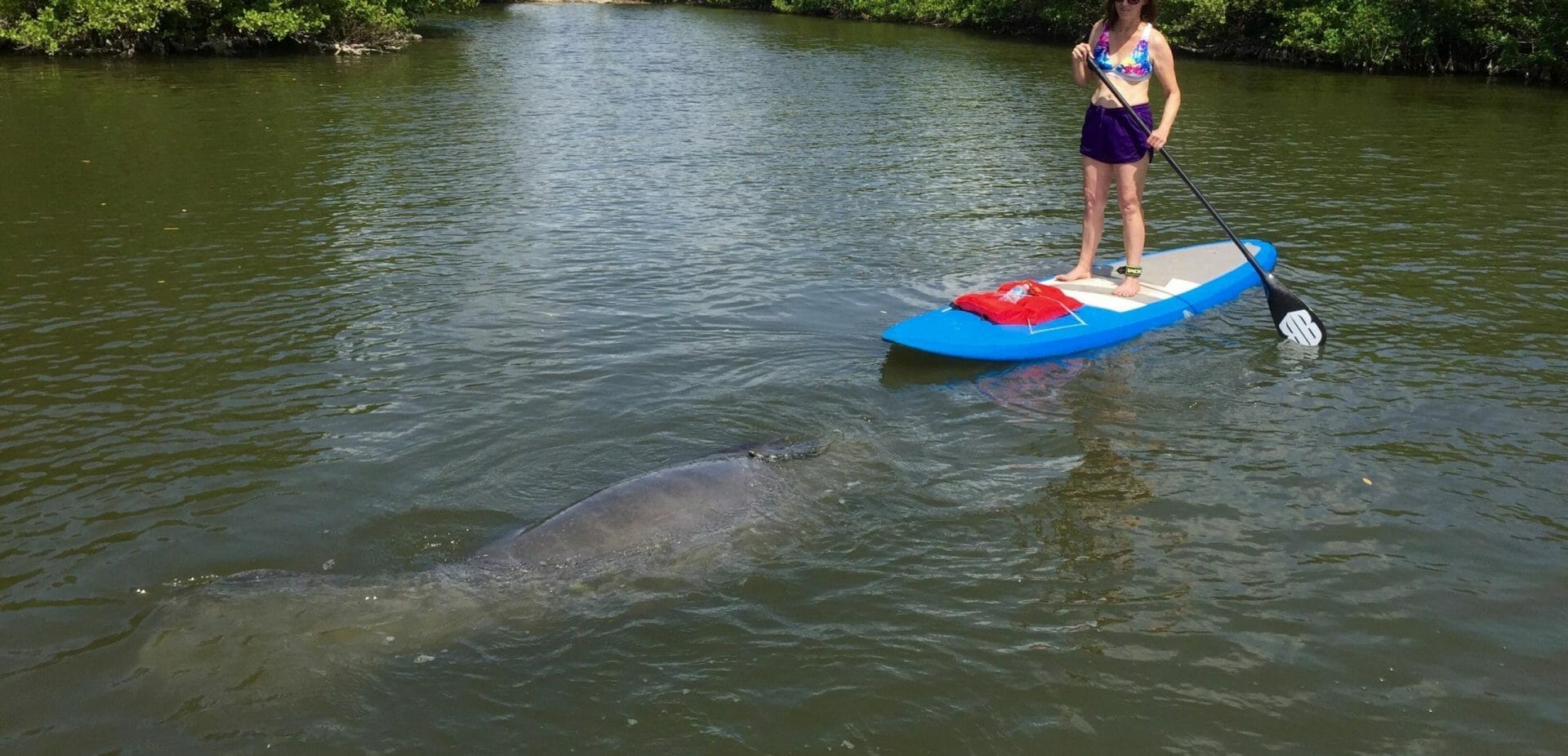 Manatee SUP eco tour near Cocoa Beach, FL – SoBe Surf Cocoa Beach