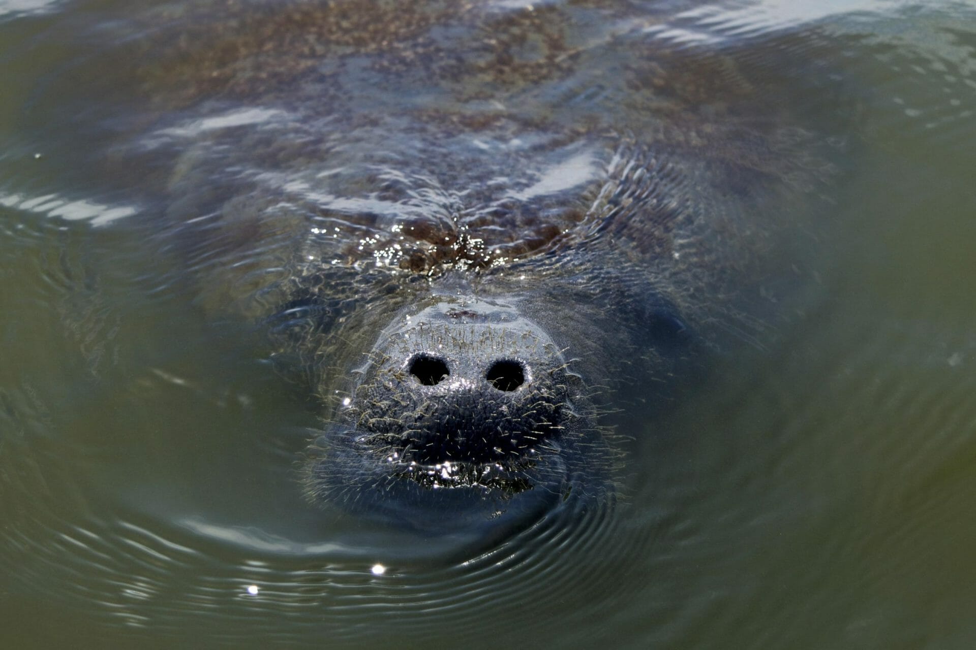 Manatee Paddle Board Eco Tour Cocoa Beach bioluminescent eco tour