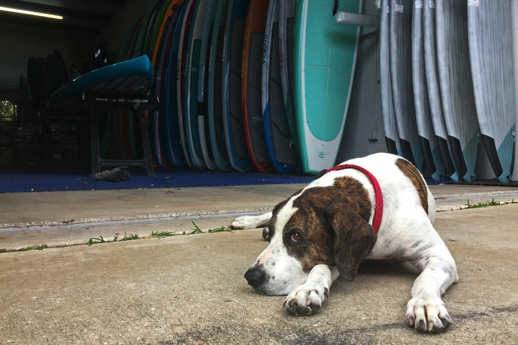 SUP With Your Pup: Kona the Paddleboard Dog