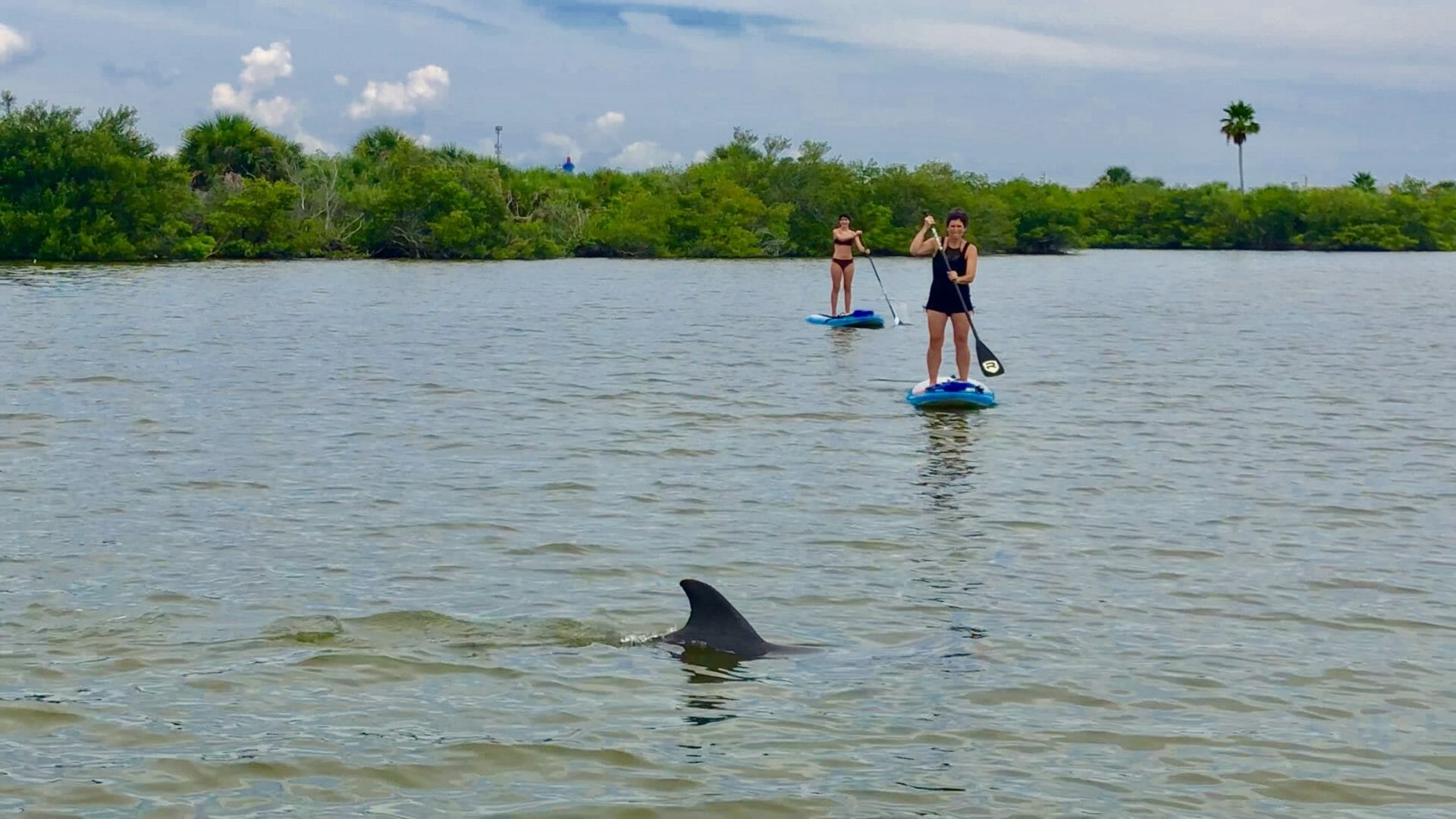 SoBe Surf Nature Tour dolphin Tour Kayak Tour Paddle Board Tour