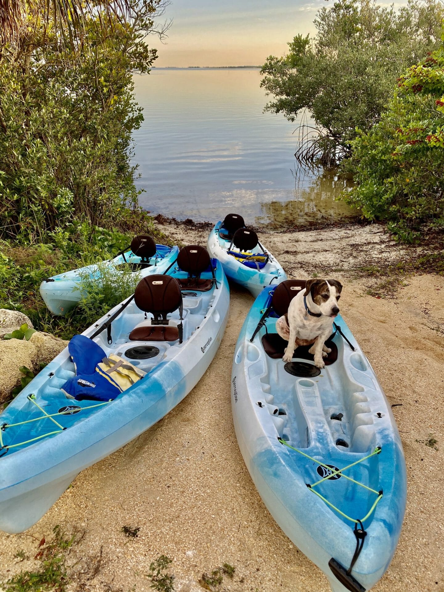 Kona Dog sitting in Kayak SoBe Surf & Paddle kayak rentals cocoa beach florida