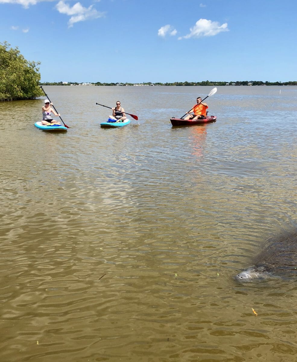 SOBE SURF KAYAK AND PADDLE BOARD MANATEE TOUR