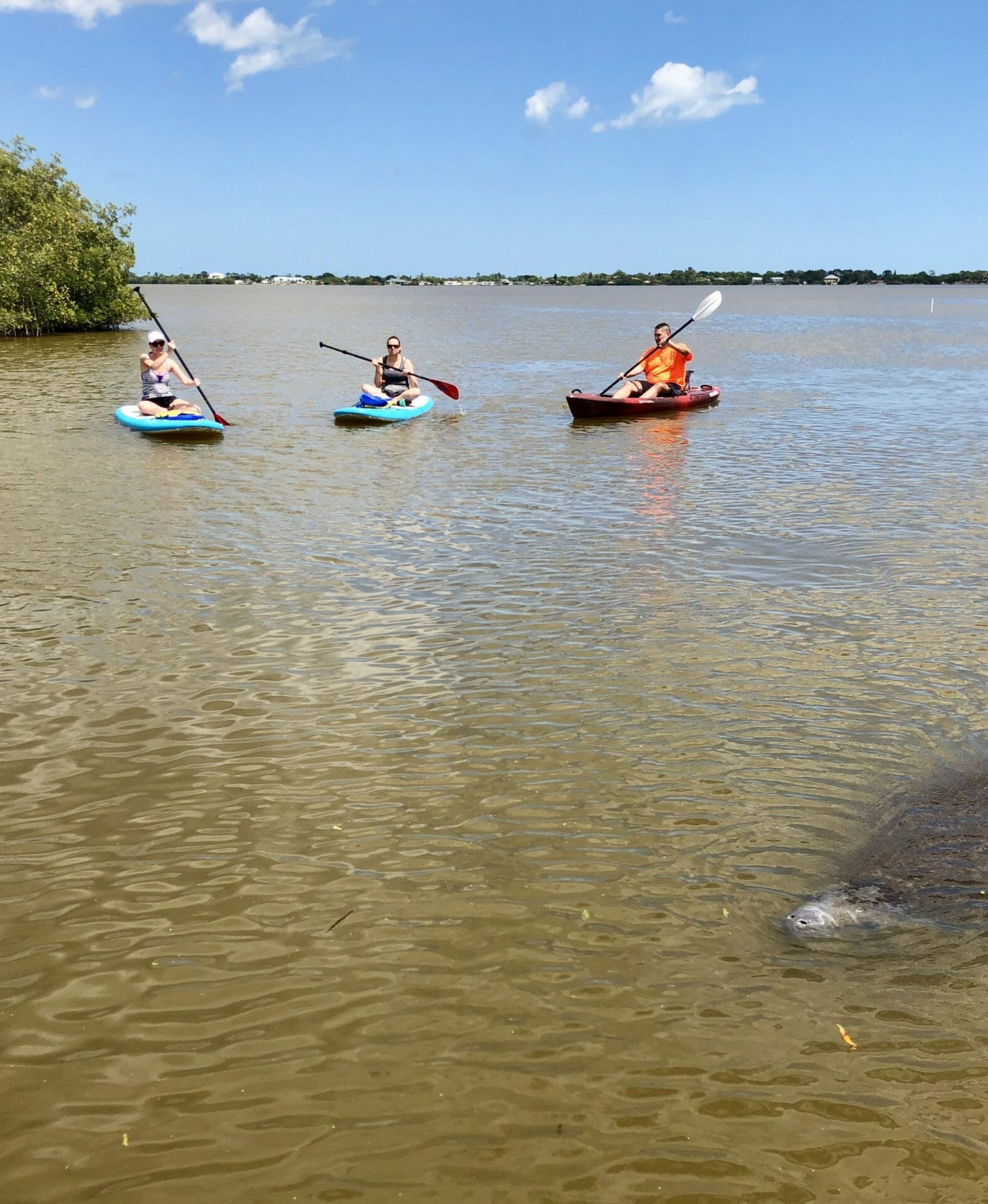 SOBE SURF KAYAK AND PADDLE BOARD MANATEE TOUR