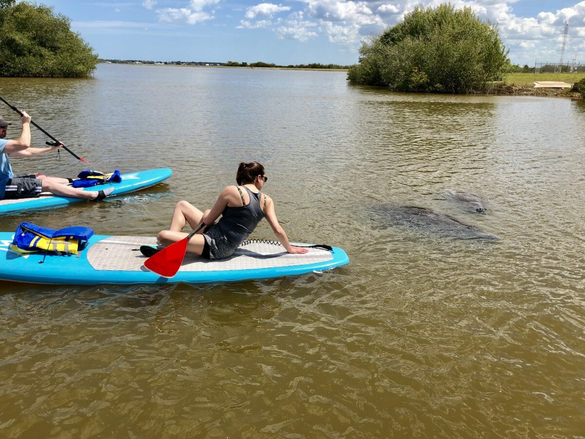 SOBE SURF MANATEE PADDLE BOARD TOUR KAYAK TOUR NATURE TOUR