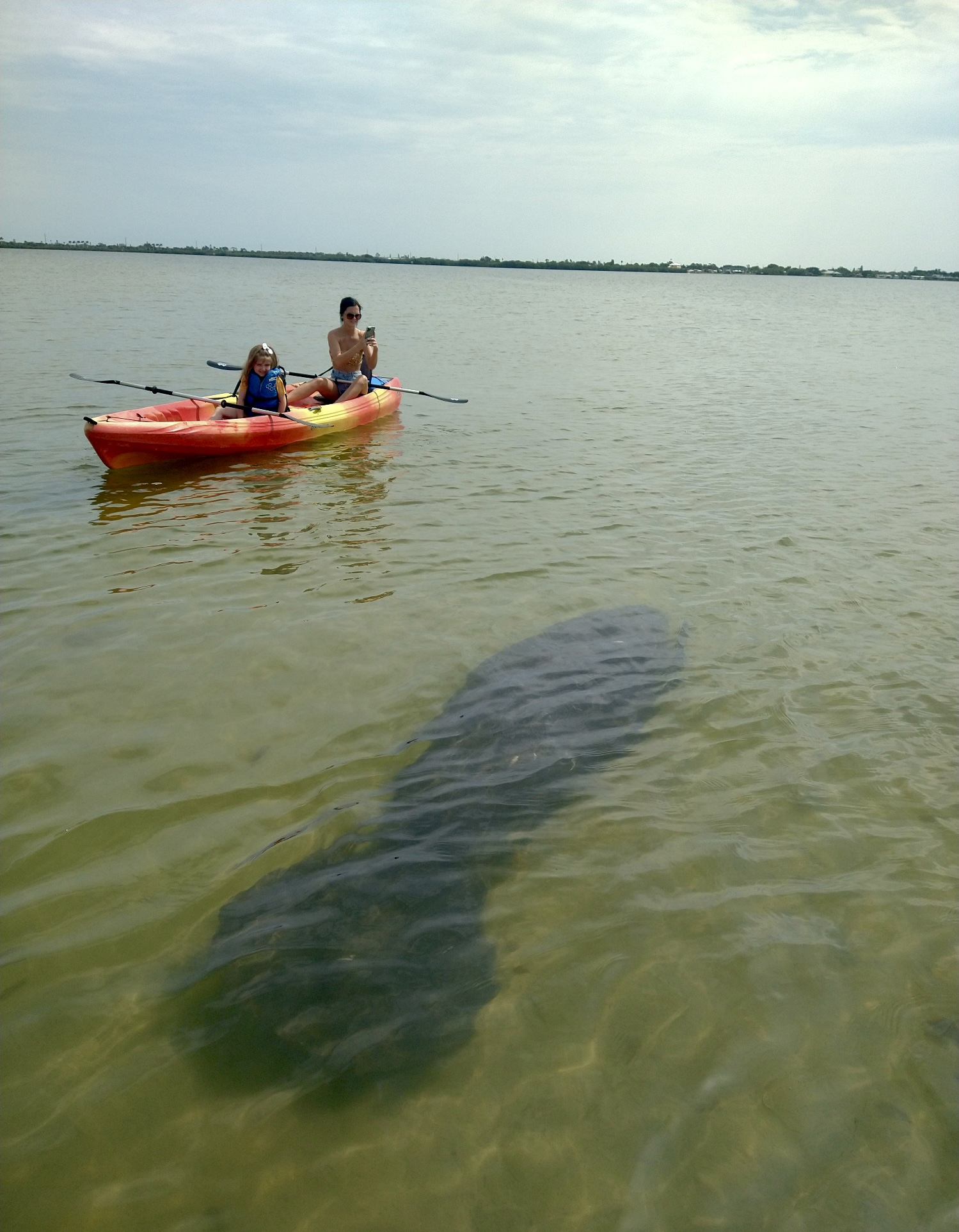 kayak tours bioluminescence manatee dolphin
