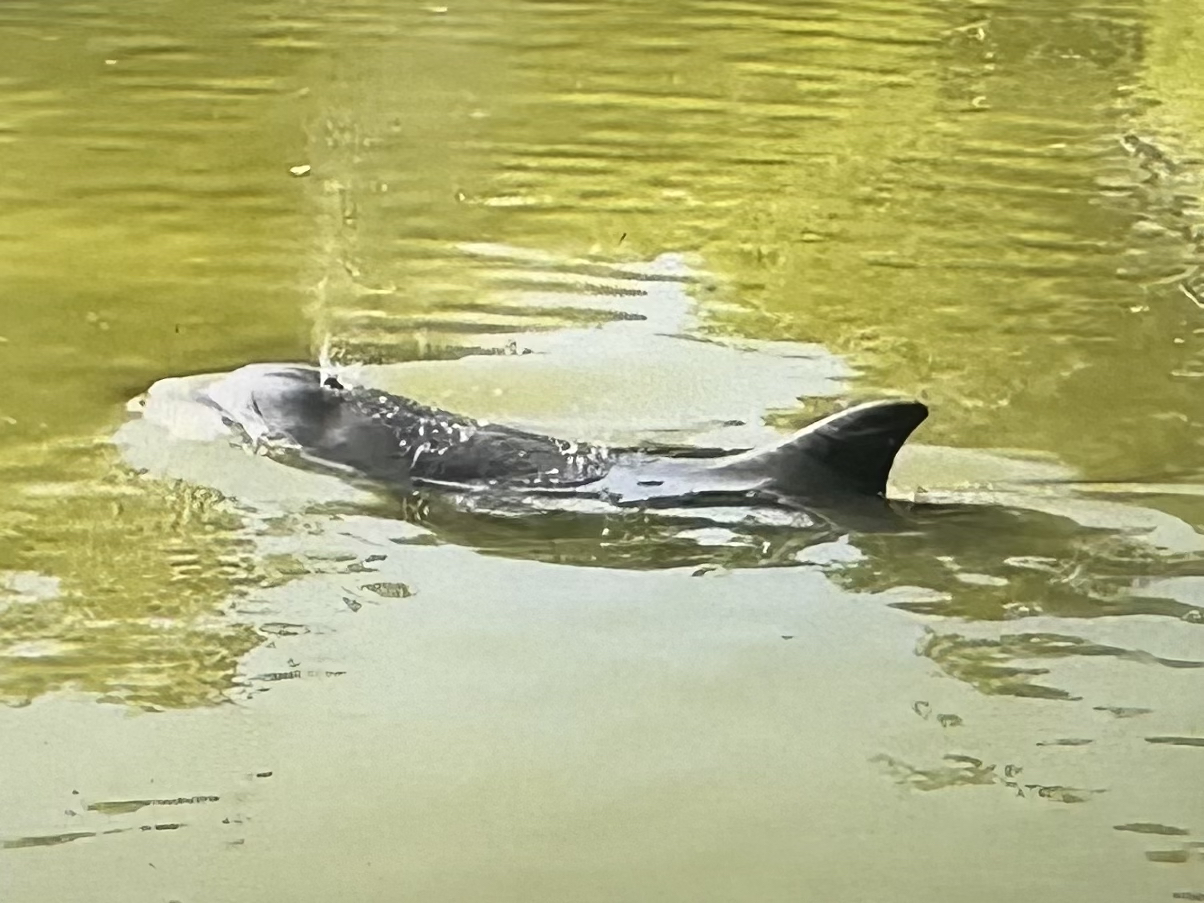 Wild dolphin encounter on paddle boards and kayak eco tour sobe surf & paddle