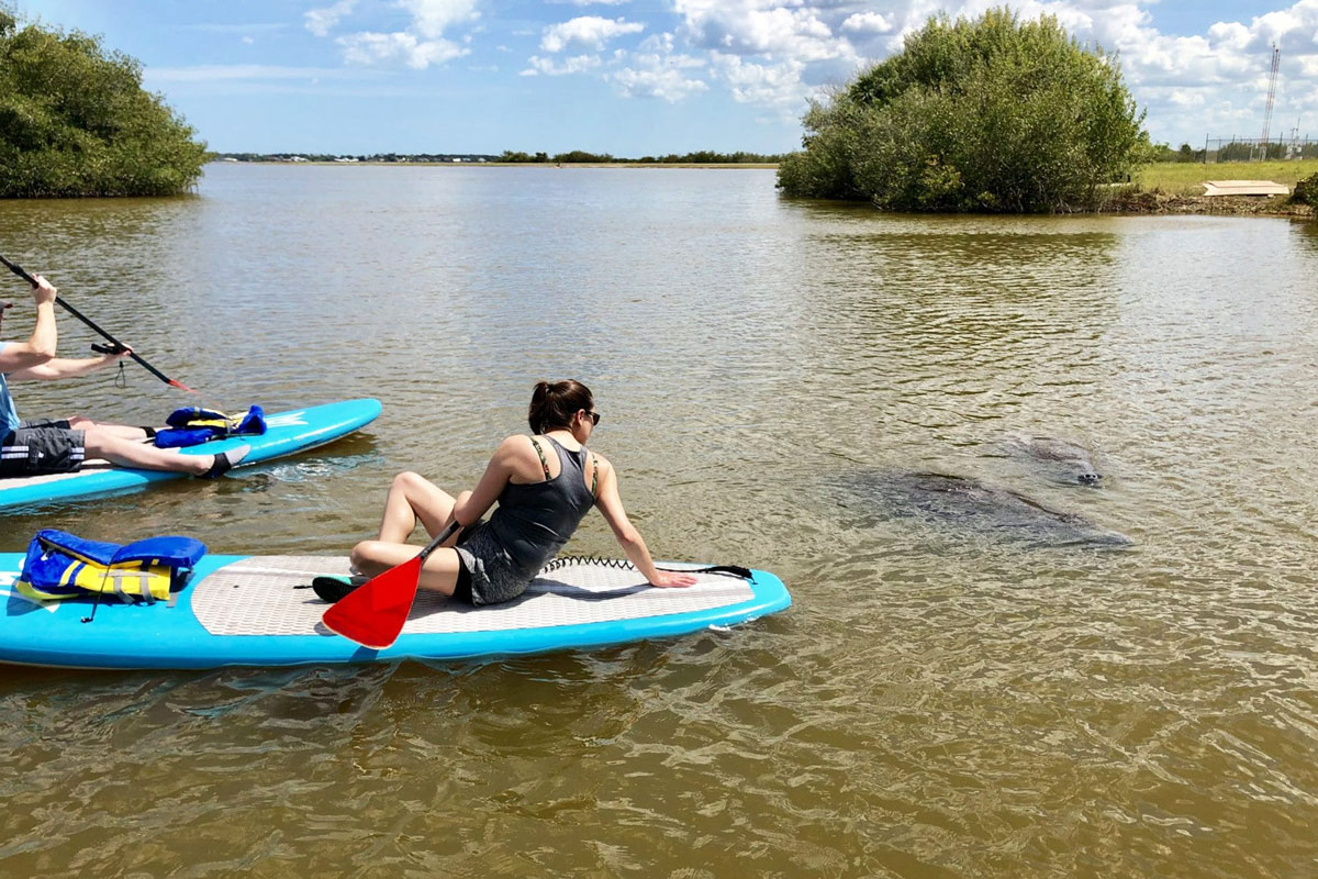 Manatee Eco Paddle, SUP, and Kayak Tour Near Cocoa Beach and Orlando cocoa beach dolphin tour